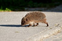 00734-Eastern_Hedgehog_O