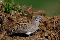 00736-European_Turtle_Dove