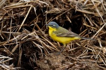 00737-Yellow_Wagtail