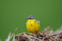 00738-Yellow_Wagtail