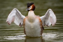 00739-Great_Crested_Grebe