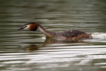 00740-Great_Crested_Grebe