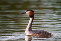 00741-Great_Crested_Grebe