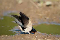 00742-Barn_Swallow