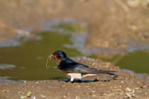 00743-Barn_Swallow