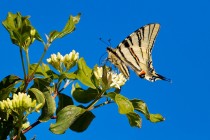 00744-Scarce_Swallowtail_O