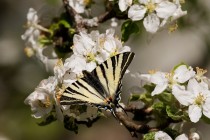 00745-Scarce_Swallowtail_O