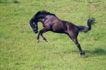 00746-Horse_O