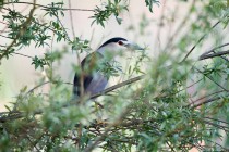 00747-Black-crowned_Night_Heron