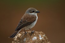 00748-Red-backed_Shrike