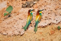 00749-European_Bee-eaters