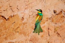 00750-European_Bee-eater