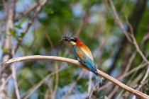 00751-European_Bee-eater