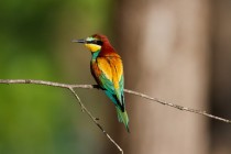 00752-European_Bee-eater_O