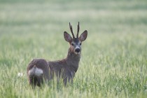 00753-Roe_Deer