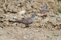 00754-European_Turtle_Doves