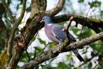 00755-Common_Wood_Pigeon