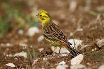 00756-Yellowhammer