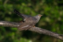 00760-Common_Cuckoo