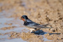 00761-Barn_Swallow