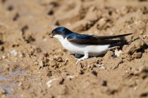 00762-Common_House_Martin