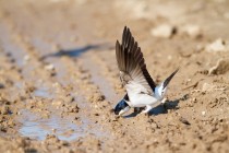 00763-Common_House_Martin