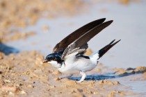 00764-Common_House_Martin_O