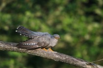 00766-Common_Cuckoo