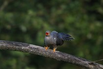 00767-Common_Cuckoo