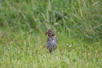 00768-Song_Thrush