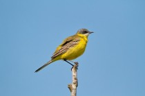 00769-Yellow_Wagtail