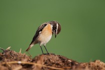 00771-Whinchat