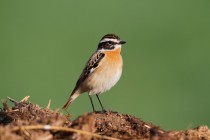 00772-Whinchat