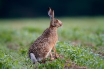 00773-Brown_Hare