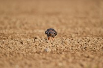 00774-Red-footed_Falcon_O