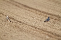 00775-Red-footed_Falcons_O