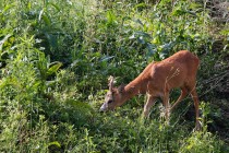 00776-Roe_Deer