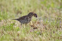 00777-Song_Thrush