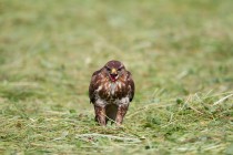 00778-Common_Buzzard