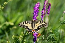 00779-Swallowtail