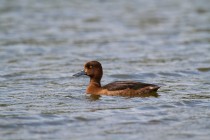 00780-Tufted_Duck