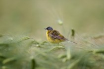 00781-Yellow_Wagtail