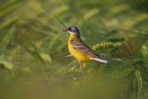 00783-Yellow_Wagtail