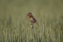 00784-Common_Stonechat_O