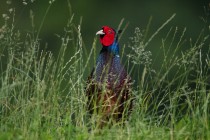 00785-Common_Pheasant