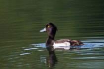 00786-Tufted_Duck