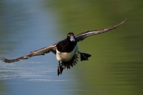 00787-Tufted_Duck