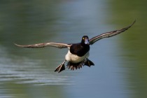 00788-Tufted_Duck