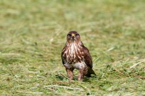 00789-Common_Buzzard