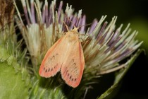 00102-Rosy_Footman_Moth